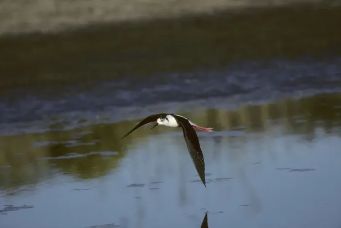Framed Print : Black Necked Stilt - In Flight Lesbos, Greece BI006875 Framed Print : Black Necked Stilt - In Flight Lesbos, Greece BI006875