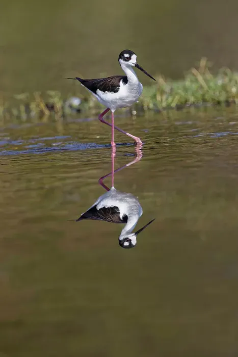 Framed Print : Black-necked stilt, Myakka River State Park, Florida Date: 10-01-2019 Framed Print : Black-necked stilt, Myakka River State Park, Florida Date: 10-01-2019