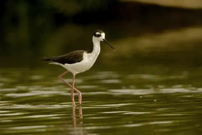 Framed Print : Black-necked Stilt - In water. Arizona USA - Habitat is grassy marshes mudflats pools and shallow lakes -Range from western and southeastern U. S. to Argentina - Eats insects-crustaceans and other aquatic life Framed Print : Black-necked Stilt - In water. Arizona USA - Habitat is grassy marshes mudflats pools and shallow lakes -Range from western and southeastern U. S. to Argentina - Eats insects-crustaceans and other aquatic life