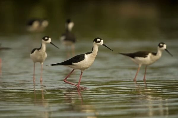 Black-necked Stilt - In water. Arizona, USA - Habitat is grassy marshes, mudflats, pools and shallow lakes -Range from western and southeastern U. S. to Argentina - Eats insects-crustaceans and other aquatic life