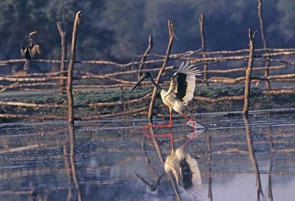 Black-necked Stork fishing, Keoladeo National Park, India