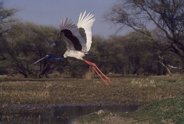 Black-necked Stork - in flight Keoladwo National Park, India