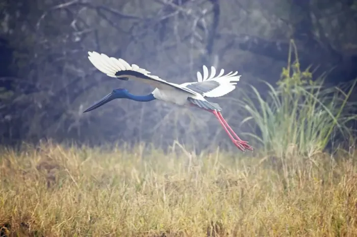 Framed Print : Black-Necked Stork - in flight taking off - Keoladeo Ghana National Park - Bharatpur - Rajasthan - India BI018368 Framed Print : Black-Necked Stork - in flight taking off - Keoladeo Ghana National Park - Bharatpur - Rajasthan - India BI018368
