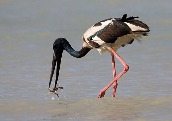 Black-necked Stork  /  Jabiru- catching a crab At Roebuck Bay, Broome, Western Australia. Inhabits coastal areas and inland wetlands. Sometimes in small patches of ephemeral water and pools in otherwise dry rivers