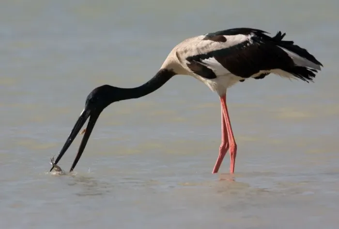 Framed Print : Black-necked Stork / Jabiru - catching prey At Roebuck Bay, Broome, Western Australia. Inhabits coastal areas and inland wetlands. Sometimes in small patches of ephemeral water and pools in otherwise dry rivers Framed Print : Black-necked Stork / Jabiru - catching prey At Roebuck Bay, Broome, Western Australia. Inhabits coastal areas and inland wetlands. Sometimes in small patches of ephemeral water and pools in otherwise dry rivers