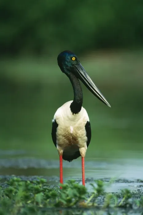 Framed Print : Black-necked Stork / Jabiru Fishing, Kakadu National Park, Northern Territory, Australia Framed Print : Black-necked Stork / Jabiru Fishing, Kakadu National Park, Northern Territory, Australia