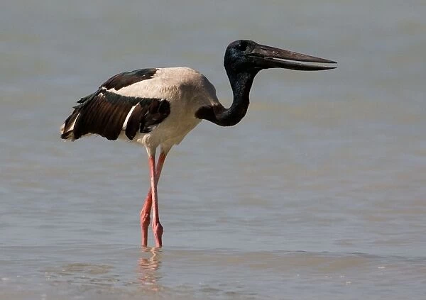 Black-necked Stork  /  Jabiru - gulping down prey At Roebuck Bay, Broome, Western Australia. Inhabits coastal areas and inland wetlands. Sometimes in small patches of ephemeral water and pools in otherwise dry rivers