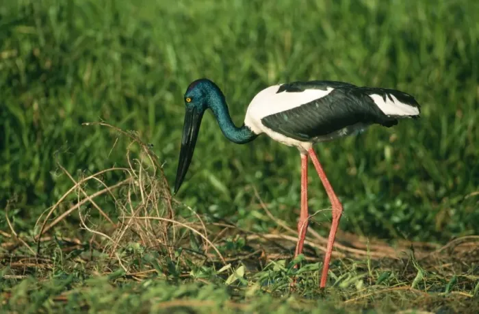 Framed Print : Black-necked Stork / Jabiru Kakadu National Park, N. T. Australia Framed Print : Black-necked Stork / Jabiru Kakadu National Park, N. T. Australia