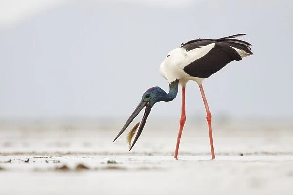 Black-Necked Stork  /  Jabiru  /  Korrorook  /  Monti - male snatching flat fish in shallow seawater over tidal mudflats - Queensland - Australia