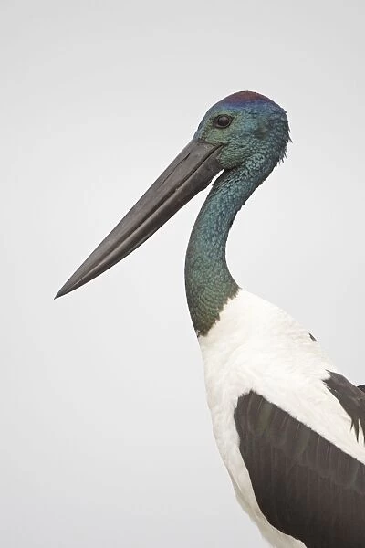 Black-Necked Stork  /  Jabiru  /  Korrorook  /  Monti - male - Queensland - Australia