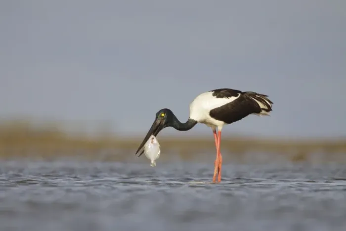 Framed Print : Black-Necked Stork  /  Jabiru  /  Korrorook  /  Monti - female snatching flat fish in shallow seawater over tidal mudflats - Queensland - Australia