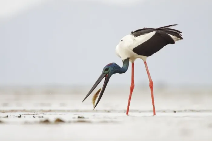 Framed Print : Black-Necked Stork / Jabiru / Korrorook / Monti - male snatching flat fish in shallow seawater over tidal mudflats - Queensland - Australia Framed Print : Black-Necked Stork / Jabiru / Korrorook / Monti - male snatching flat fish in shallow seawater over tidal mudflats - Queensland - Australia