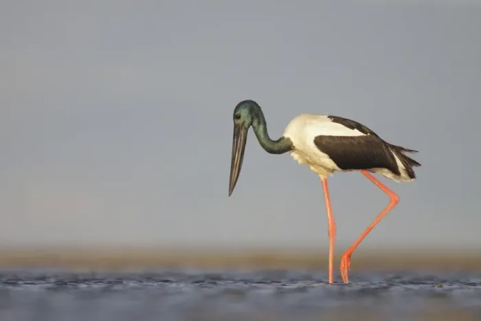 Framed Print : Black-Necked Stork  /  Jabiru  /  Korrorook  /  Monti - male wading in shallow seawater over tidal mudflats - Queensland - Australia