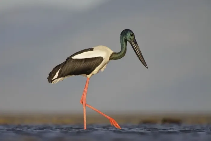 Framed Print : Black-Necked Stork  /  Jabiru  /  Korrorook  /  Monti - male wading in shallow seawater over tidal mudflats - Queensland - Australia