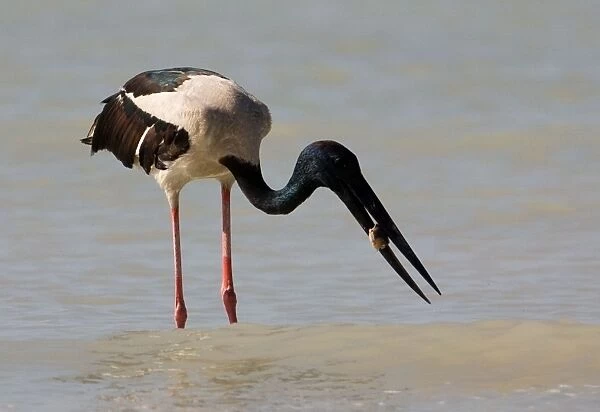 Black-necked Stork  /  Jabiru - with prey At Roebuck Bay, Broome, Western Australia. Inhabits coastal areas and inland wetlands. Sometimes in small patches of ephemeral water and pools in otherwise dry rivers