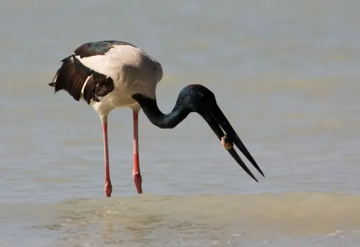 Framed Print : Black-necked Stork / Jabiru - with prey At Roebuck Bay, Broome, Western Australia. Inhabits coastal areas and inland wetlands. Sometimes in small patches of ephemeral water and pools in otherwise dry rivers Framed Print : Black-necked Stork / Jabiru - with prey At Roebuck Bay, Broome, Western Australia. Inhabits coastal areas and inland wetlands. Sometimes in small patches of ephemeral water and pools in otherwise dry rivers