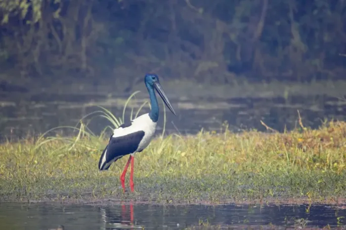 Framed Print : Black-Necked Stork - Keoladeo Ghana National Park - Bharatpur - Rajasthan - India BI018371 Framed Print : Black-Necked Stork - Keoladeo Ghana National Park - Bharatpur - Rajasthan - India BI018371