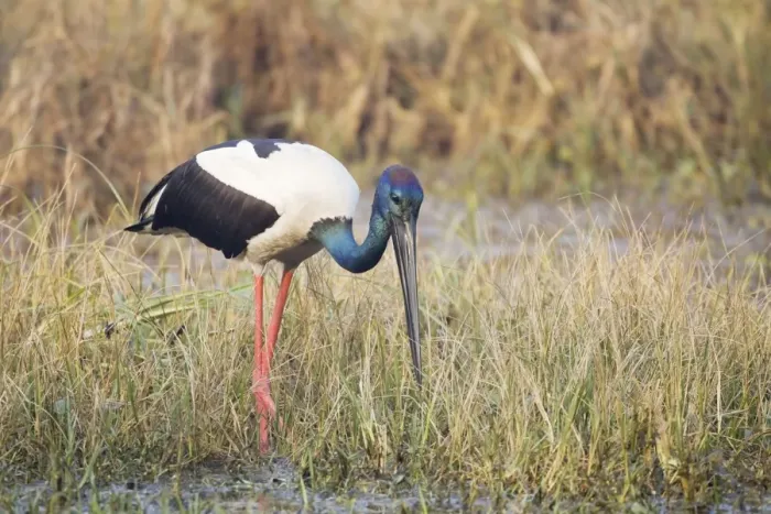 Framed Print : Black-Necked Stork - searching for food - Keoladeo Ghana National Park - Bharatpur - Rajasthan - India BI018374