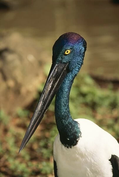 Black-necked Stork Showing head & neck colours. Also note:Yellow eye of female. Distribution: South East Asiato Australia