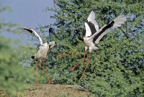 Black-necked Storks - Performing courtship dance Keoladeo National Park, India