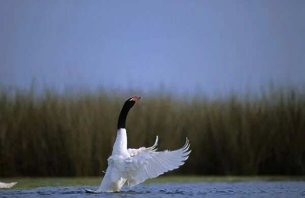 Black-necked Swan Breeding site ( pond with 'Scirpus' vegetation) Argentine Pampa