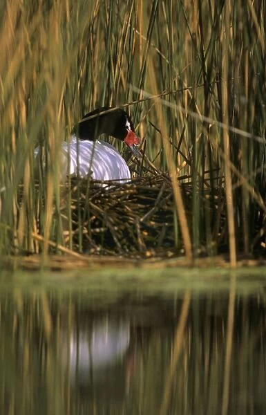 Black-necked Swan female on the nest Breeding site ( pond with 'Scirpus' vegetation) september Argentine Pampa