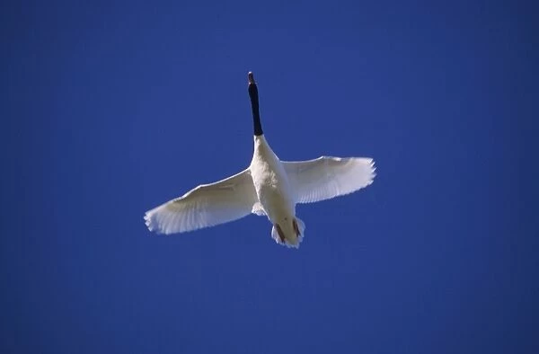 Black-necked Swan - In flight Argentine Pampa