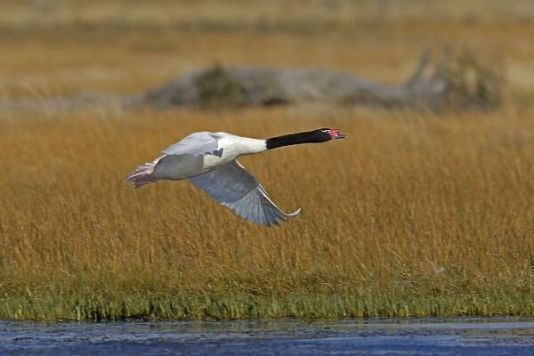 Black-necked Swan - in flight. Magallanes Peninsula - Patagonia - Argentina