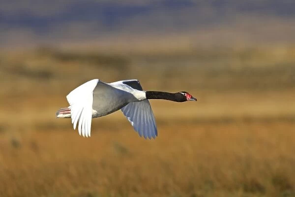 Black-necked Swan - in flight. Magallanes Peninsula - Patagonia - Argentina