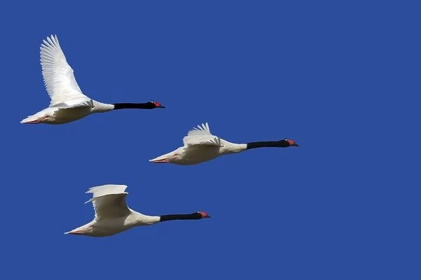 Black-necked Swan - three in flight. Magallanes Peninsula - Patagonia - Argentina
