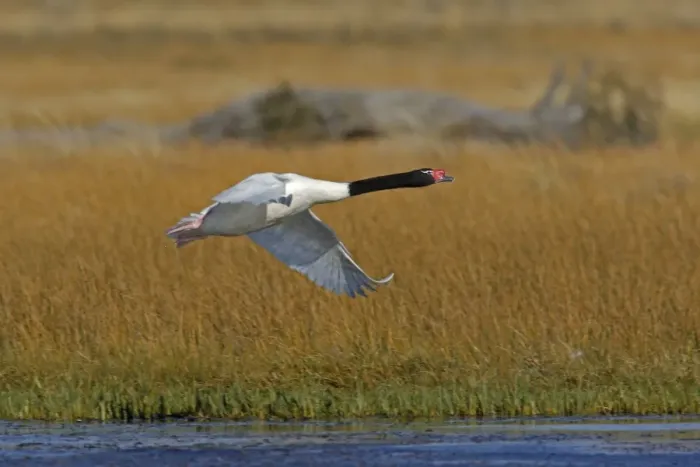 Framed Print : Black-necked Swan - in flight. Magallanes Peninsula - Patagonia - Argentina Framed Print : Black-necked Swan - in flight. Magallanes Peninsula - Patagonia - Argentina
