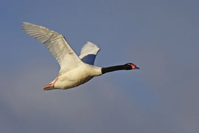 Framed Print : Black-necked Swan - in flight. Magallanes Peninsula - Patagonia - Argentina Framed Print : Black-necked Swan - in flight. Magallanes Peninsula - Patagonia - Argentina