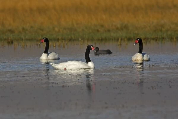 Black-necked Swan. Magallanes Peninsula - Patagonia - Argentina