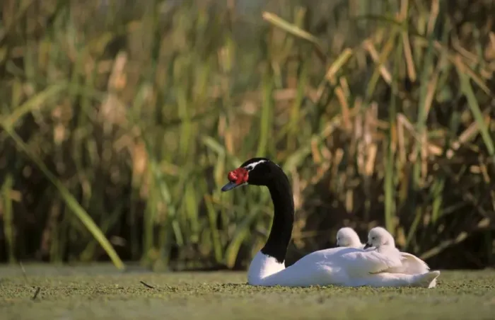 Framed Print : Black-necked Swan male with 3-9 days's chicks Breeding site ( pond with Scirpus vegetation) september Argentine Pampa Framed Print : Black-necked Swan male with 3-9 days's chicks Breeding site ( pond with Scirpus vegetation) september Argentine Pampa