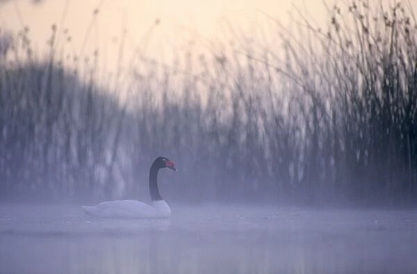 Black-necked Swan male Breeding site ( pond with 'Scirpus' vegetation) Argentine Pampa