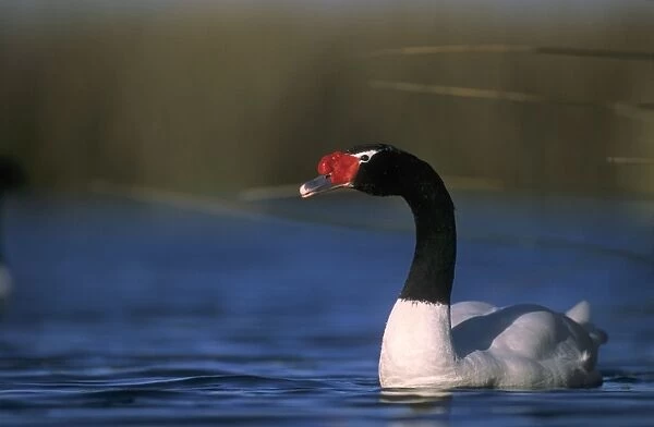 Black-necked Swan male Breeding site ( pond with 'Scirpus' vegetation) september Argentine Pampa