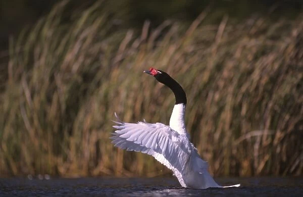 Black-necked Swan male displaying Breeding site ( pond with 'Scirpus' vegetation) Argentine Pampa