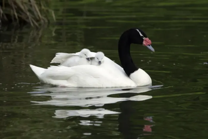 Framed Print : Black-necked Swan- parent bird transporting 2 cygnets on its back, Washington WWT, Tyne and Wear UK Framed Print : Black-necked Swan- parent bird transporting 2 cygnets on its back, Washington WWT, Tyne and Wear UK