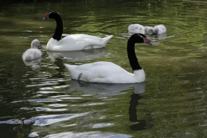 Framed Print : Black-necked Swan- parents with cygnets on lake, Washington WWT, Tyne and Wear UK Framed Print : Black-necked Swan- parents with cygnets on lake, Washington WWT, Tyne and Wear UK