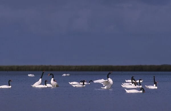 Black-necked Swan Postbreeding gathering ( summer-autumn) Argentine Pampa