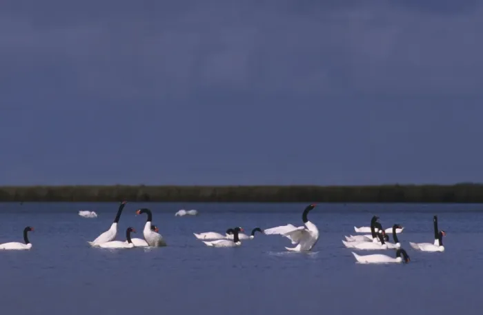 Framed Print : Black-necked Swan Postbreeding gathering ( summer-autumn) Argentine Pampa Framed Print : Black-necked Swan Postbreeding gathering ( summer-autumn) Argentine Pampa
