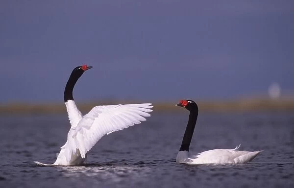 Black-necked Swan prebreeding display Argentine Pampa