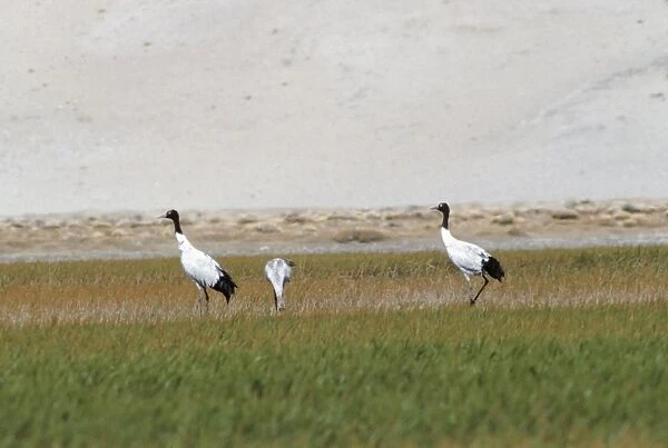 Black-necked  /  Tibetan Crane - pair in field with chick. Ladakh, Jammu and Kashmir, India