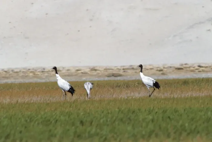 Framed Print : Black-necked / Tibetan Crane - pair in field with chick. Ladakh, Jammu and Kashmir, India Framed Print : Black-necked / Tibetan Crane - pair in field with chick. Ladakh, Jammu and Kashmir, India