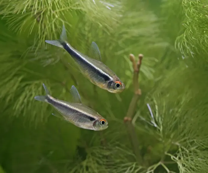 Framed Print : Black neon tetras – side view, tropical freshwater Brazil 002848 Framed Print : Black neon tetras – side view, tropical freshwater Brazil 002848