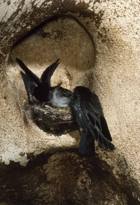 Framed Print : Black-nest Swiftlet Gomantong Caves, Sabah, Borneo Framed Print : Black-nest Swiftlet Gomantong Caves, Sabah, Borneo