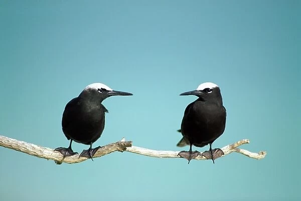 Black Noddy /  White-Capped Noddy Two birds with ocean background. Queensland, Australia