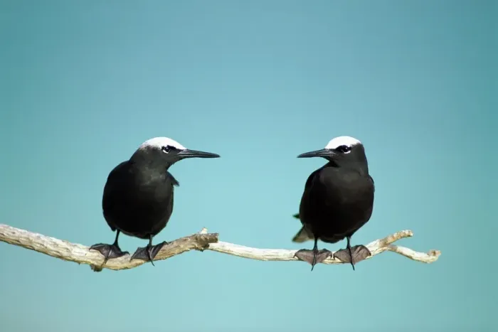 Framed Print : Black Noddy / White-Capped Noddy Two birds with ocean background. Queensland, Australia Framed Print : Black Noddy / White-Capped Noddy Two birds with ocean background. Queensland, Australia