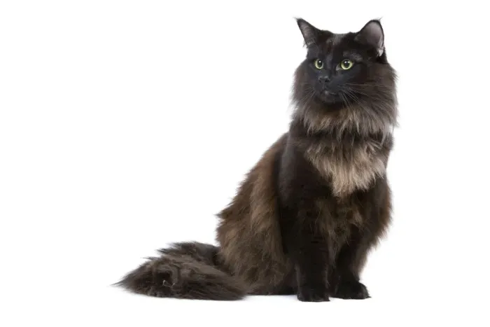 Framed Print : Black Norwegian Forest Cat - in studio Framed Print : Black Norwegian Forest Cat - in studio