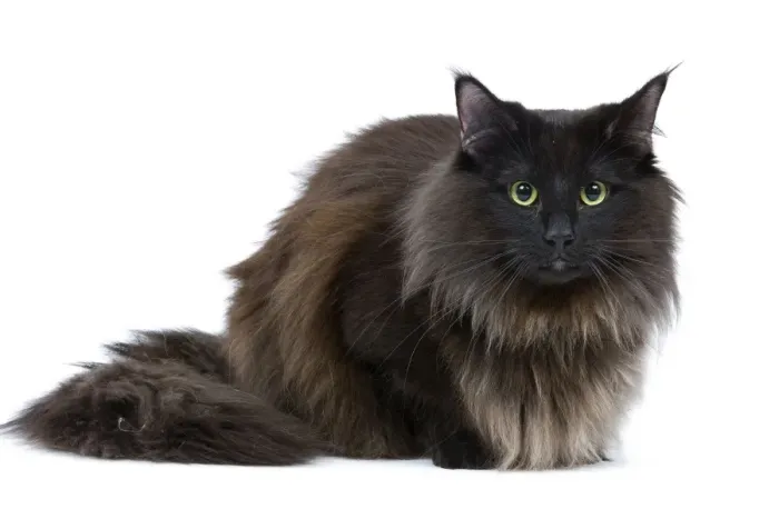 Framed Print : Black Norwegian Forest Cat - in studio Framed Print : Black Norwegian Forest Cat - in studio
